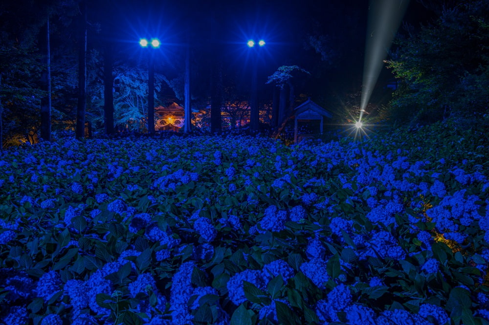 夜のあじさい寺1