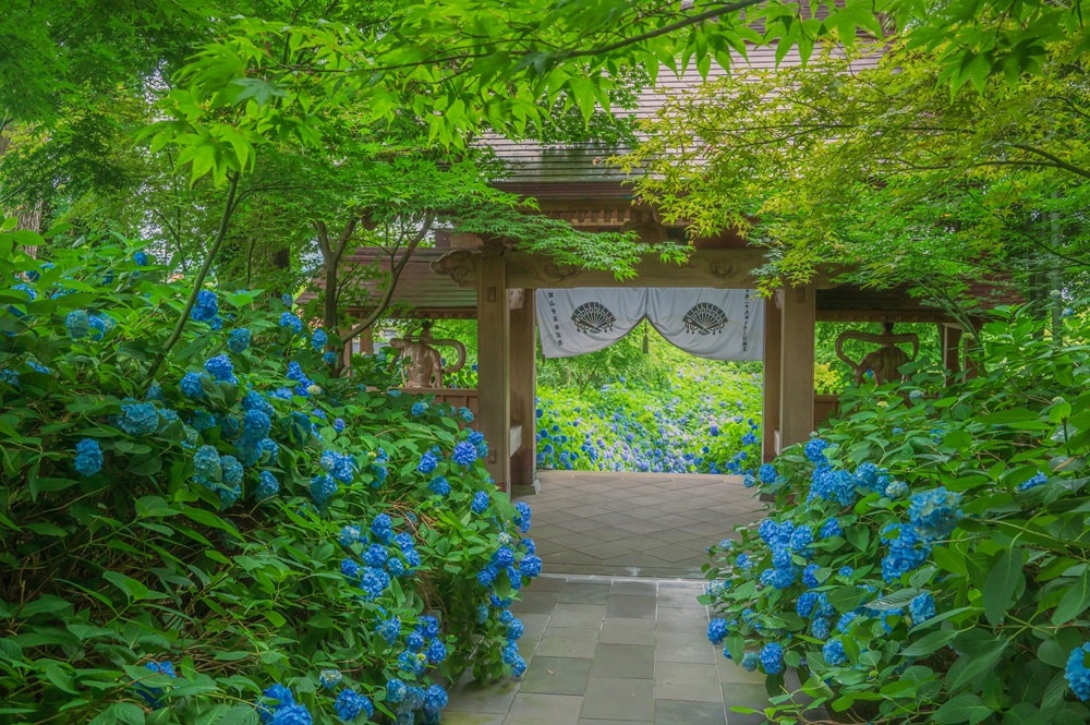 朝のあじさい寺1