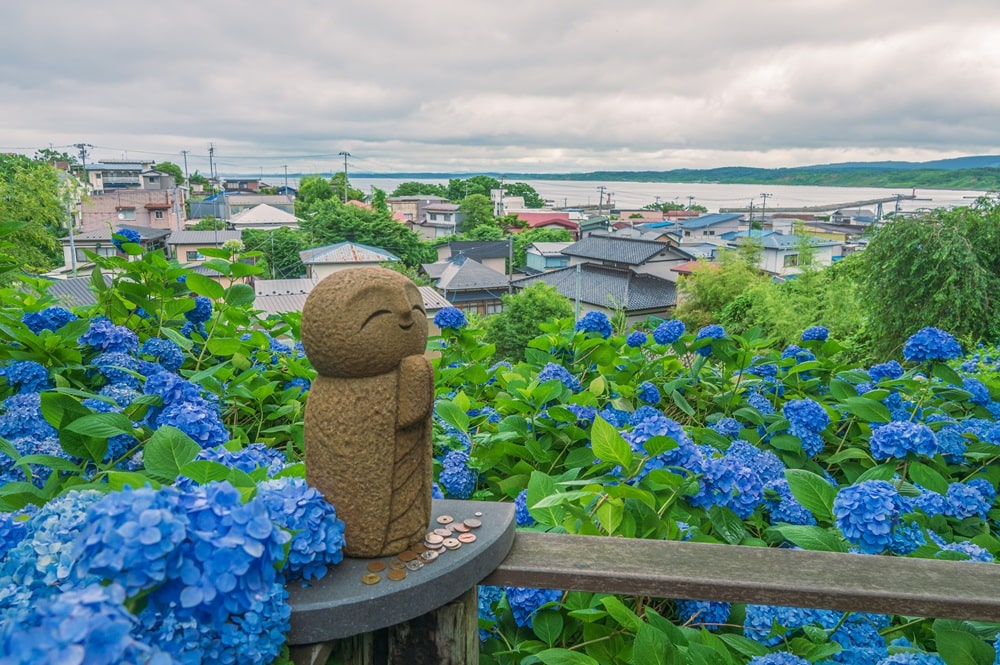 朝のあじさい寺2