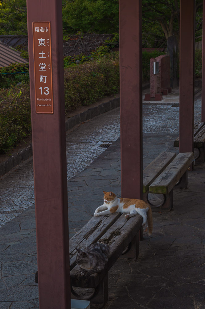 尾道の猫1