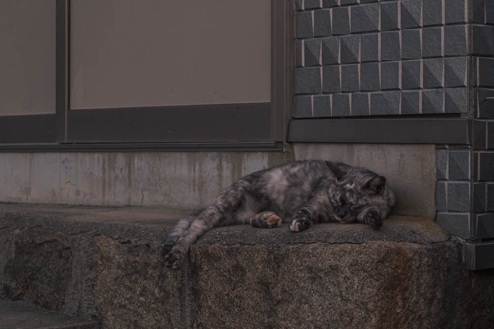 尾道の猫2